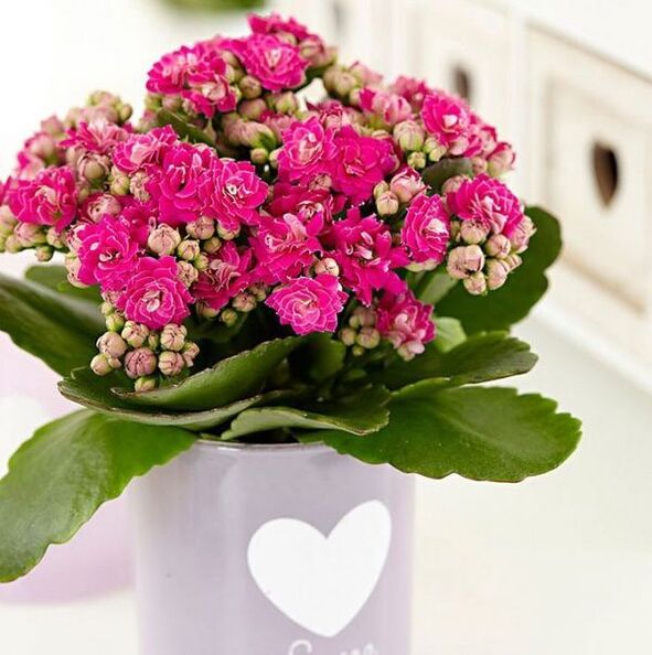 Kalanchoe prostatitisaren tratamendurako