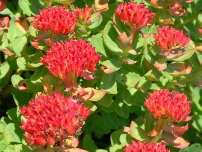 Rhodiola rosea prostatitisaren tratamendurako